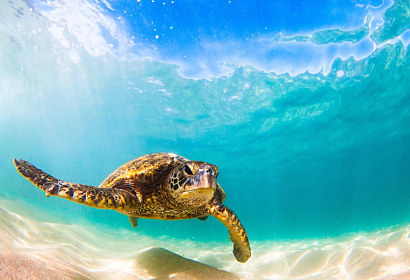 Fototapeta Sea turtle 1450